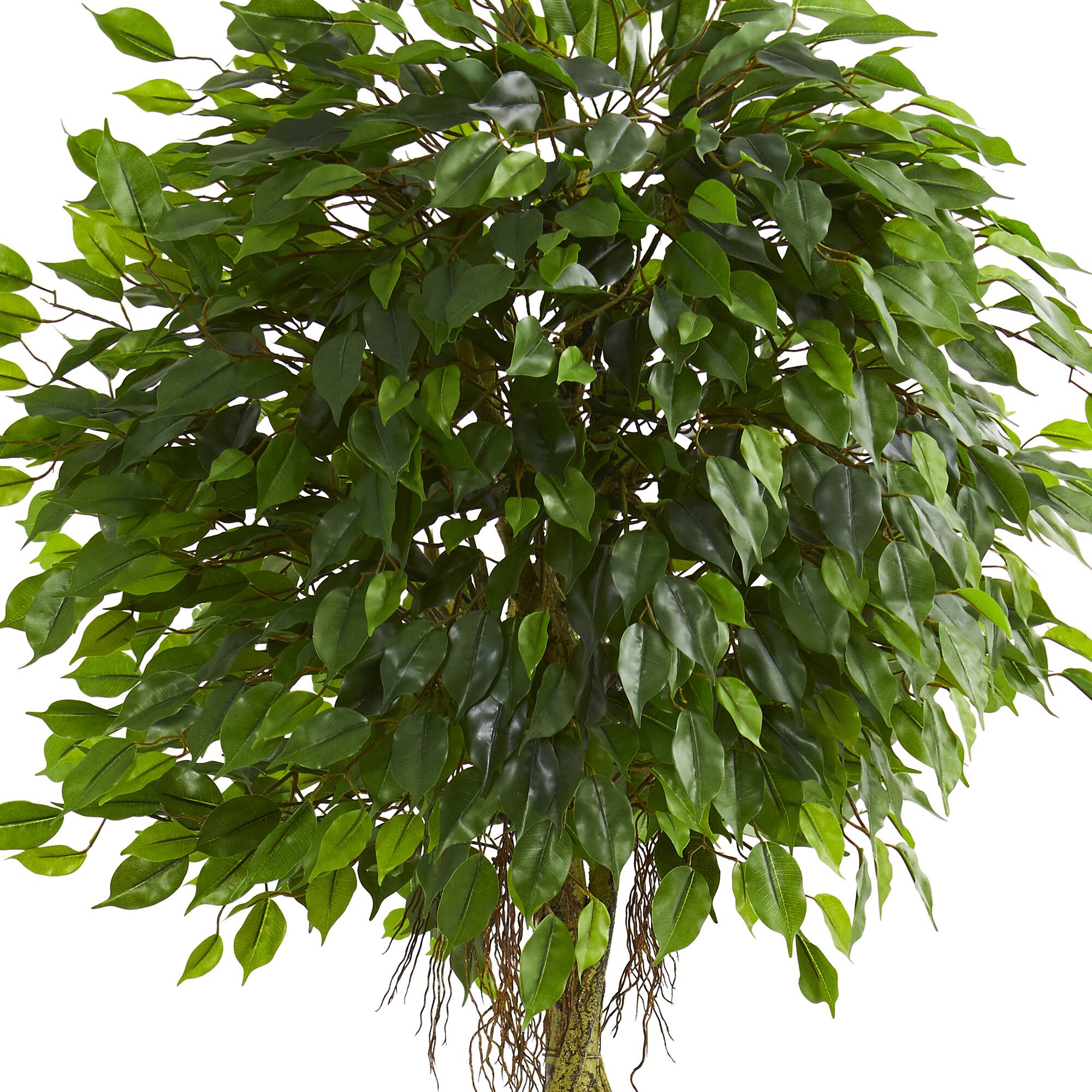 6ft. Ficus Tree in Slate Tower Planter